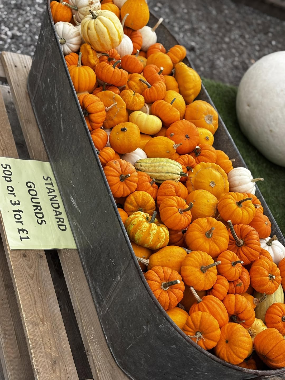 Pumpkin close grouping