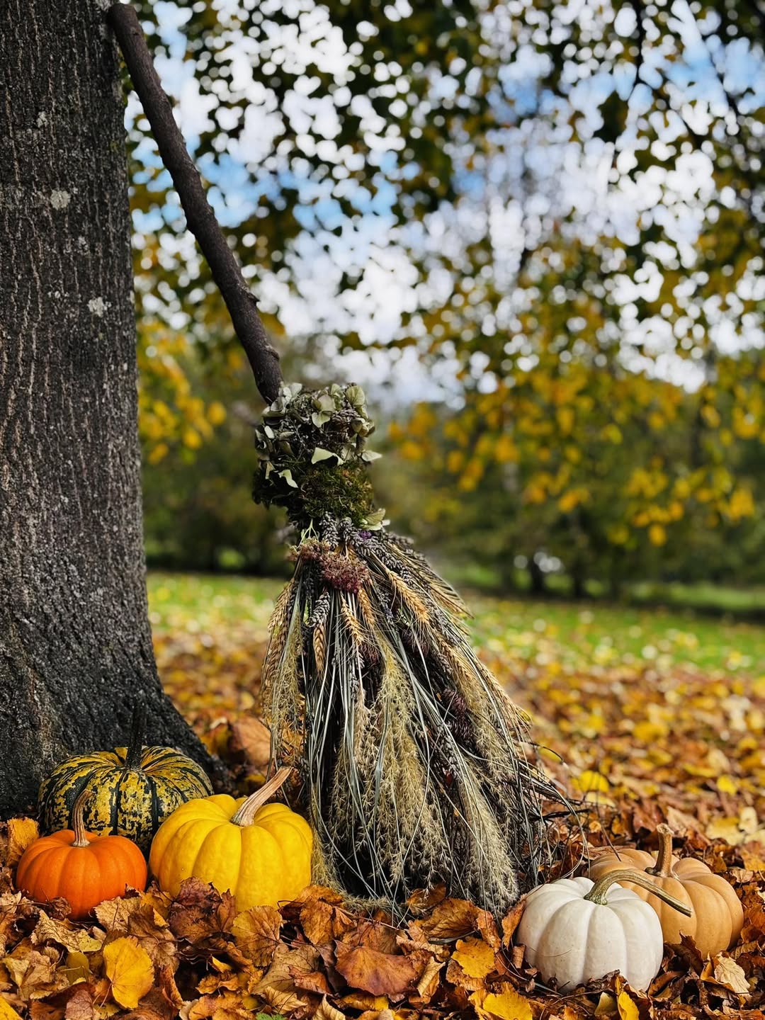 Mature orange pumpkins