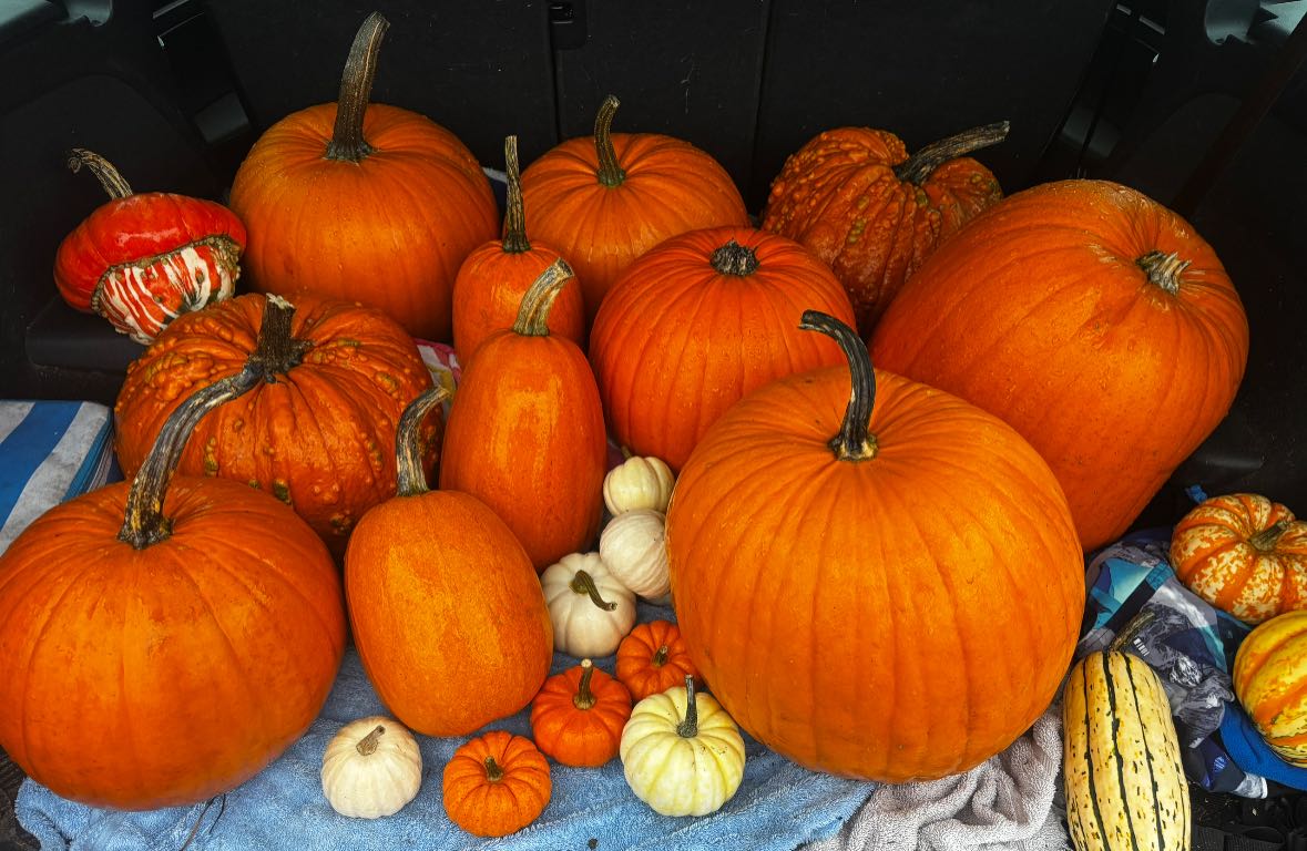 Autumn Pumpkins