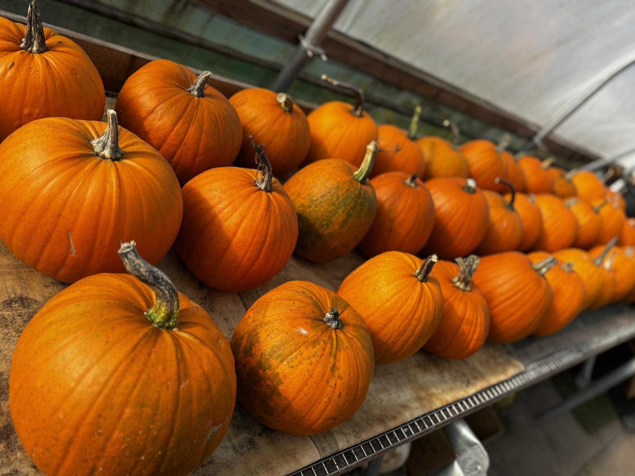 Curing Pumpkins Pre Sale
