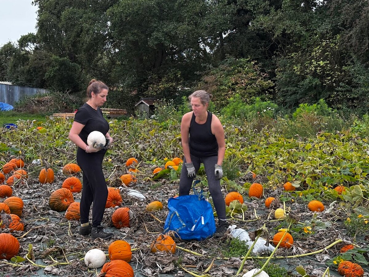 Harvest Picking Friends At Work