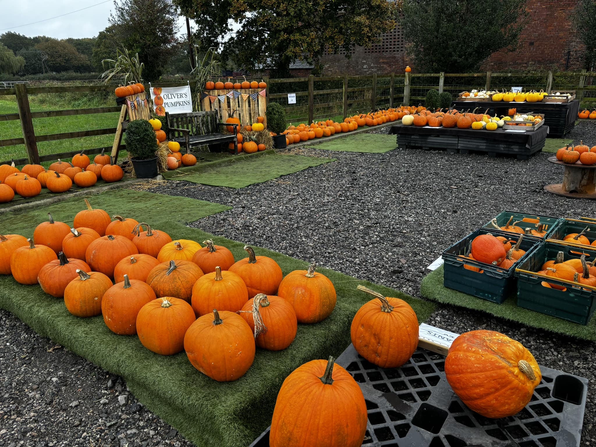 Pumpkin Farm Display