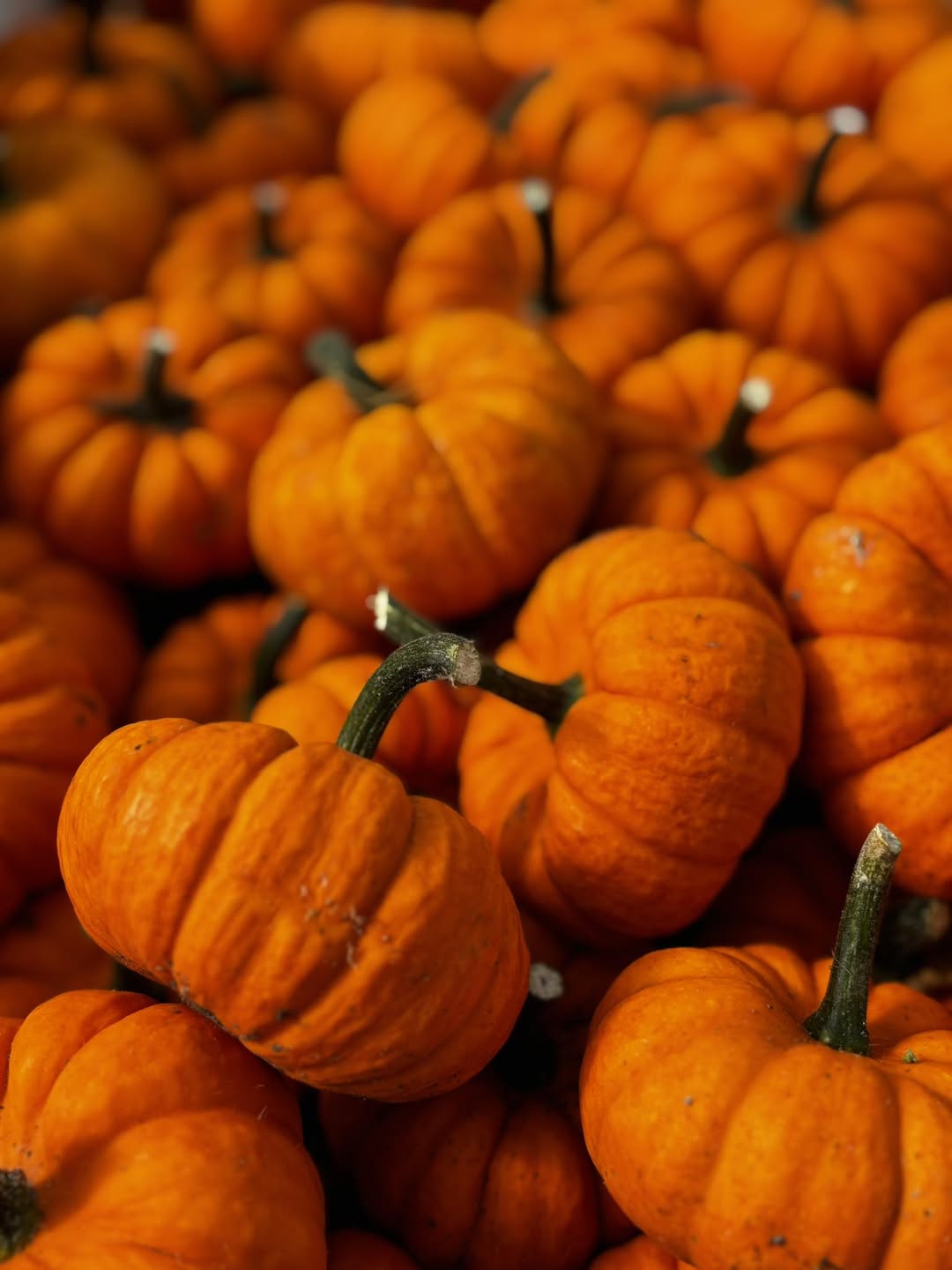 Pumpkin Jack Be Little