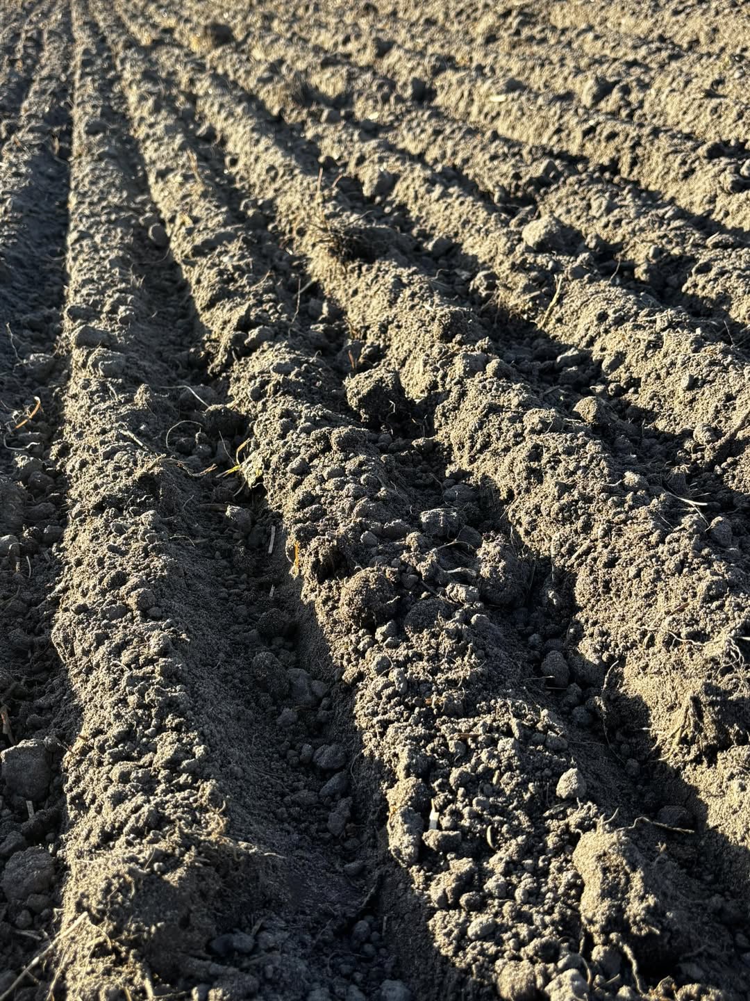 Pumpkins Field Preparation