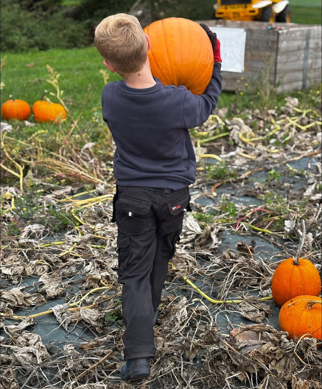 Pumpkin Harvest - Oliver