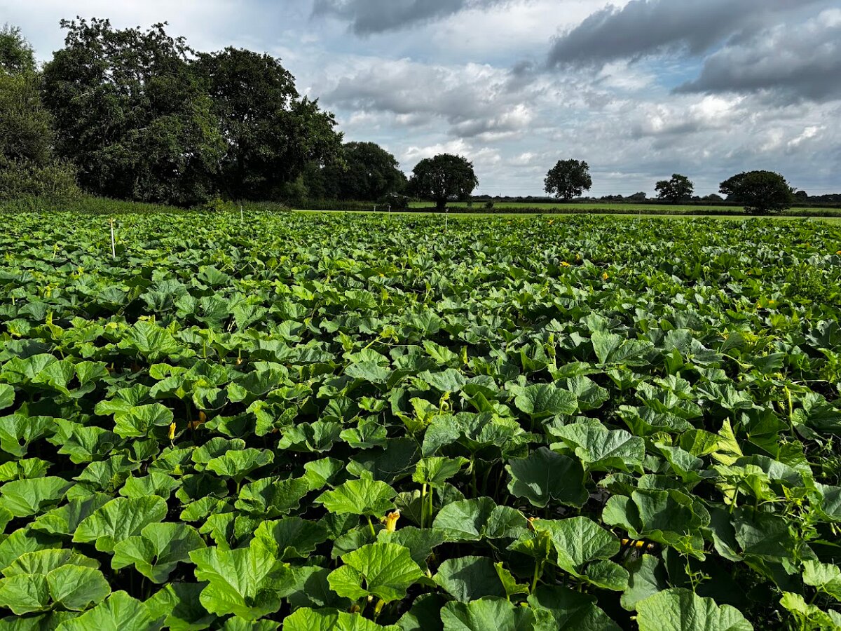 Pumpkins Mid Summer2
