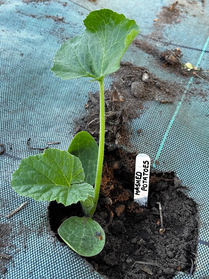 Pumpkins Planted
