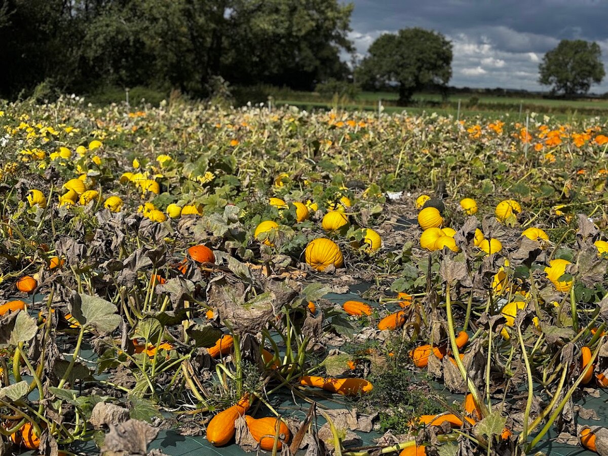 Pumpkins Ready For Harvest2