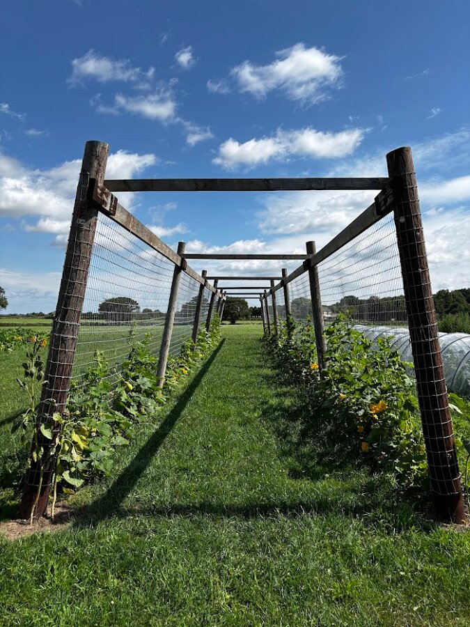 Pumpkins Vertical Grow2