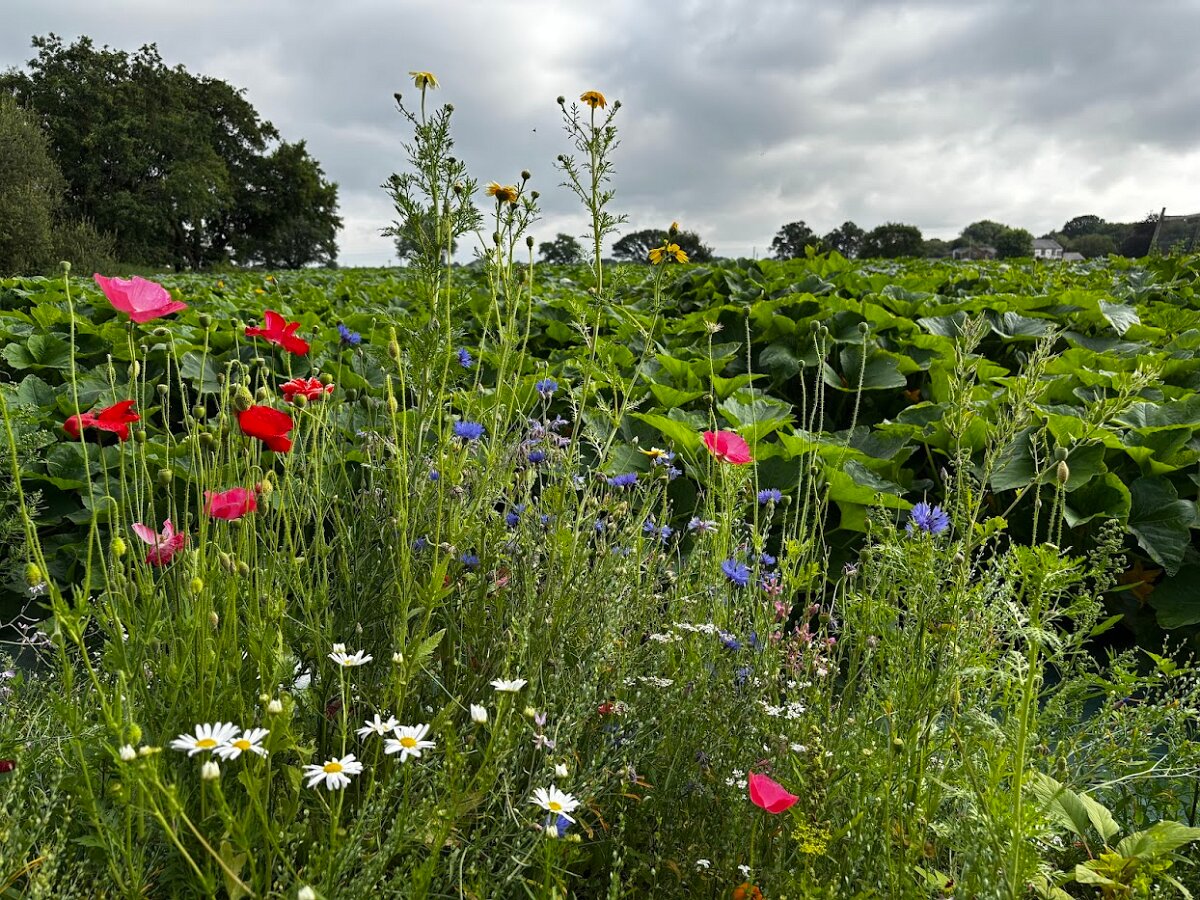 Pumpkins Wild Flowers